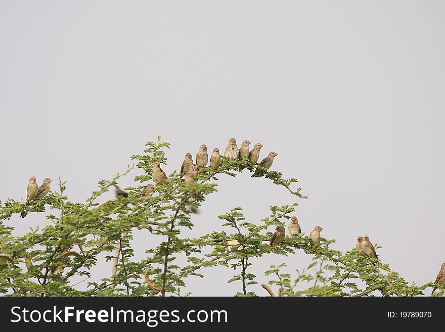 Africa's most prolific bird, the red billed quelea, making the branches bend with the weight of them