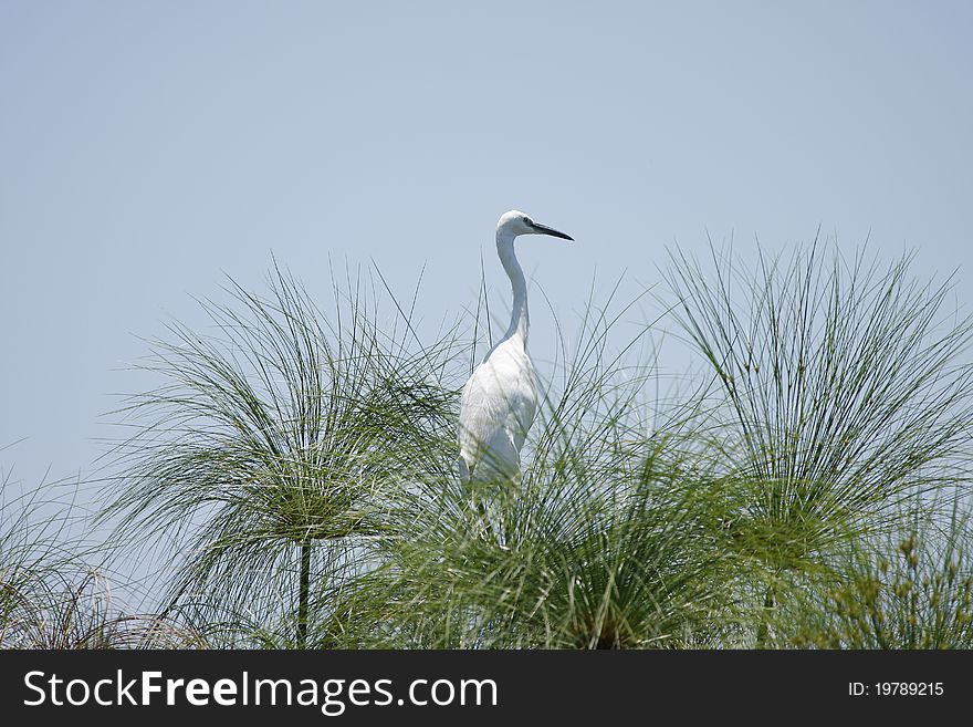 Breeding plumage Great white egret roosting in the papyrus grass. Breeding plumage Great white egret roosting in the papyrus grass