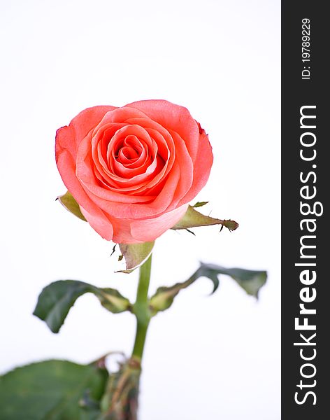 One pink rose isolated on white