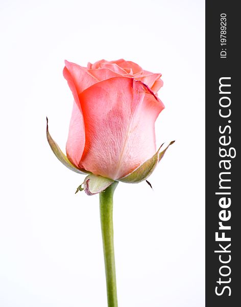 One pink rose on white background