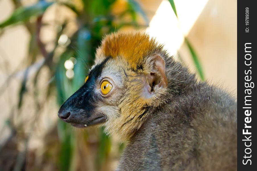 Eulemur fulvus rufus - lemur ape with bright yellow eyes