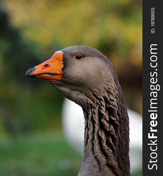 Portrait of beautiful goose in the park. Portrait of beautiful goose in the park