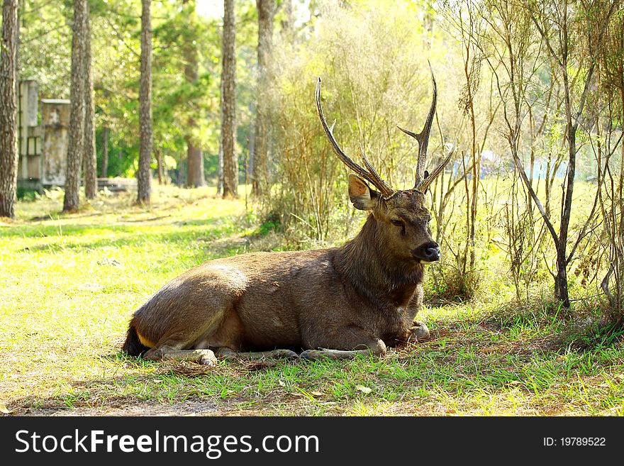 Deer eat grass, tropical forest