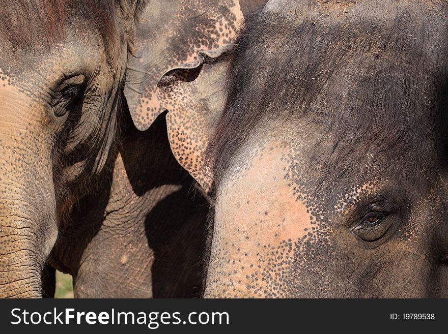 The detail of couple of asian elephants. The detail of couple of asian elephants.