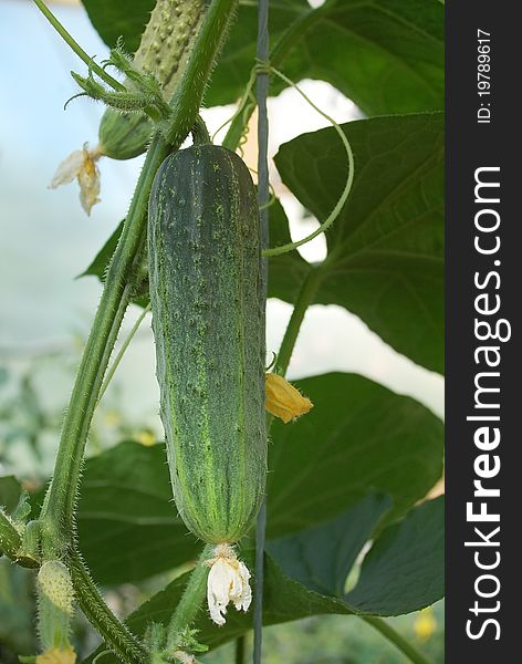 Bright Green Cucumber Plant Growing In the Garden