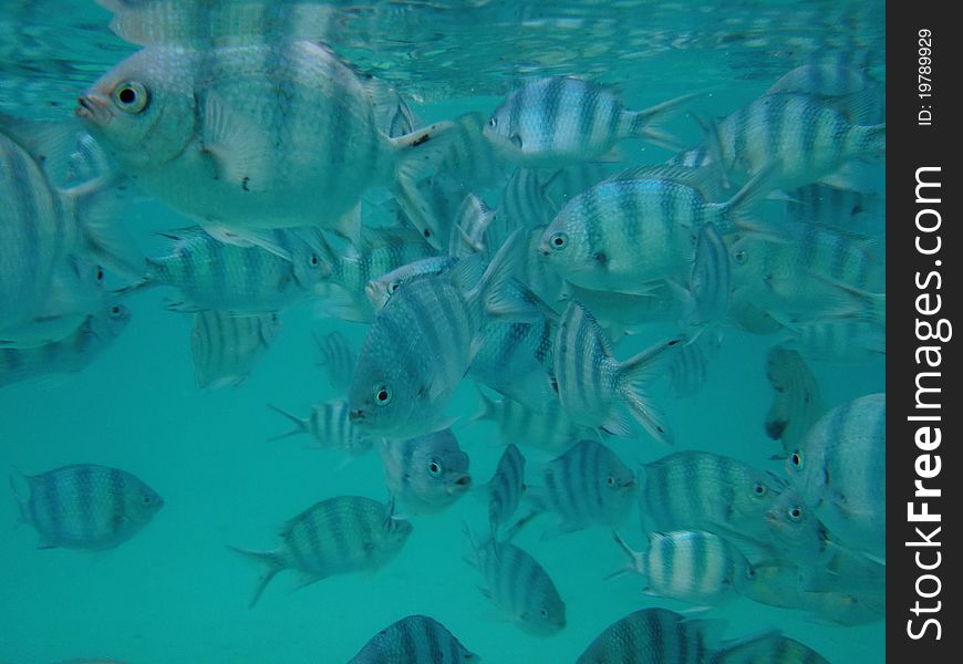 Crowded With A Herd Of Sea Fish