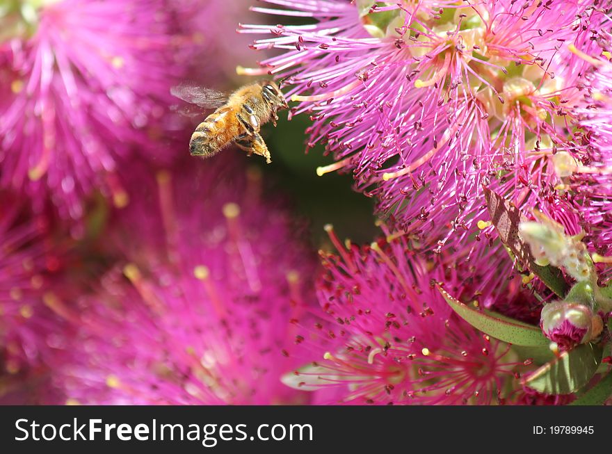 Extreme closeup of a honey bee approaching a pink bottle-brush flower. Extreme closeup of a honey bee approaching a pink bottle-brush flower