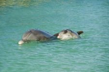 Mother And Baby Dolphin Stock Image Mother And Baby Dolphin Stock Image