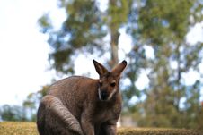Eastern Grey Kangaroo Royalty Free Stock Image Eastern Grey Kangaroo Royalty Free Stock Image