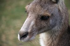 Young Eastern Grey Kangaroo Stock Photography Young Eastern Grey Kangaroo Stock Photography