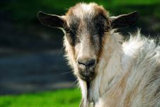 Goat Royalty Free Stock Photo
