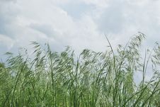 Dark Green Ears Of Grass Against Overcast Sky Stock Photos Dark Green Ears Of Grass Against Overcast Sky Stock Photos