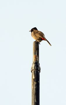 Red-whiskered Bulbul Stock Image