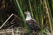 African Fish Eagle Royalty Free Stock Photography African Fish Eagle Royalty Free Stock Photography