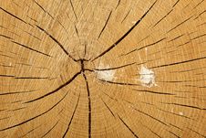 Cross Section Tree Stump With Bird Mess Splatter Stock Images Cross Section Tree Stump With Bird Mess Splatter Stock Images
