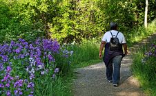 Hiker Walking Into Forest Stock Photography Hiker Walking Into Forest Stock Photography