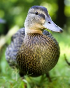Cute Duckling Royalty Free Stock Image