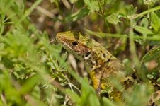 Sand Lizard Stock Photography Sand Lizard Stock Photography
