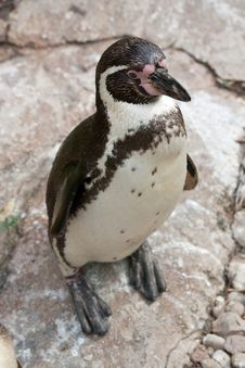 Humboldt Penguin Stock Photo Humboldt Penguin Stock Photo