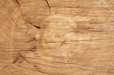 Cut Of A Tree Royalty Free Stock Photos Cut Of A Tree Royalty Free Stock Photos