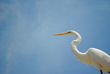 Snowy White Egret Against A Blue Sky Stock Image Snowy White Egret Against A Blue Sky Stock Image
