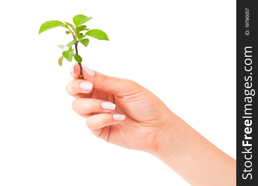 Green plant in the hand on white background