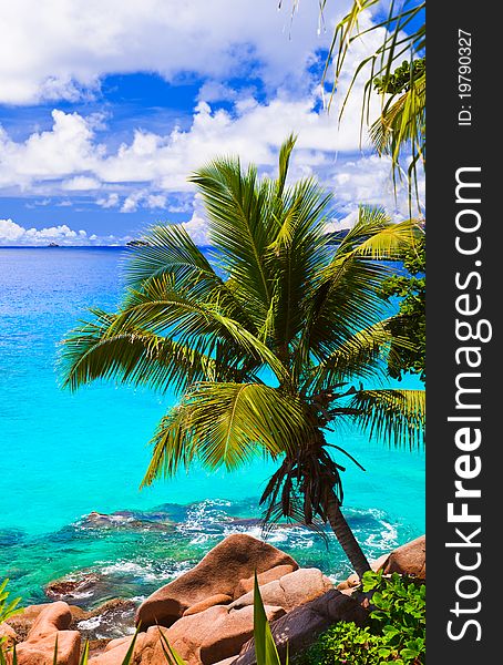 Palm on tropical beach - nature background