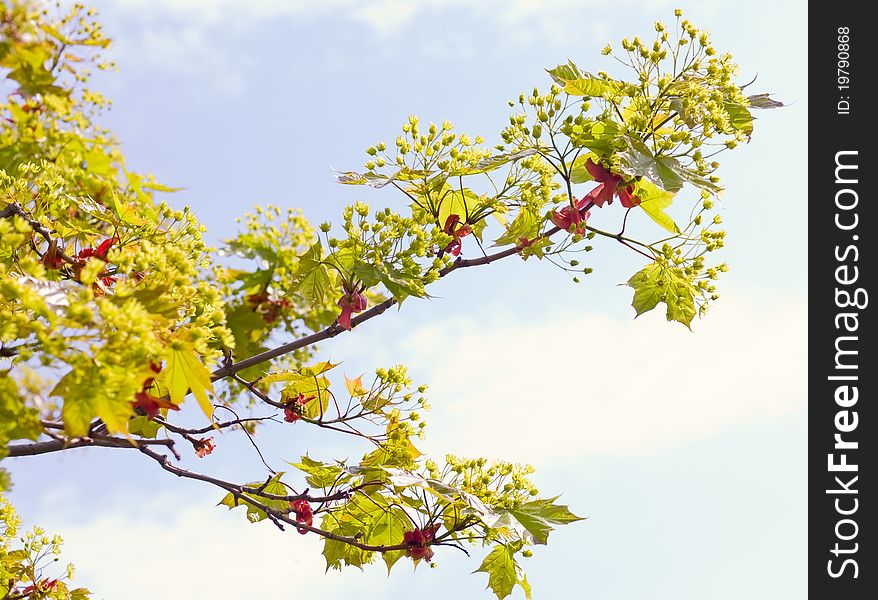 Maple branch with young leaves