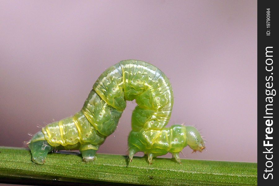The caterpillar creeps on a plant