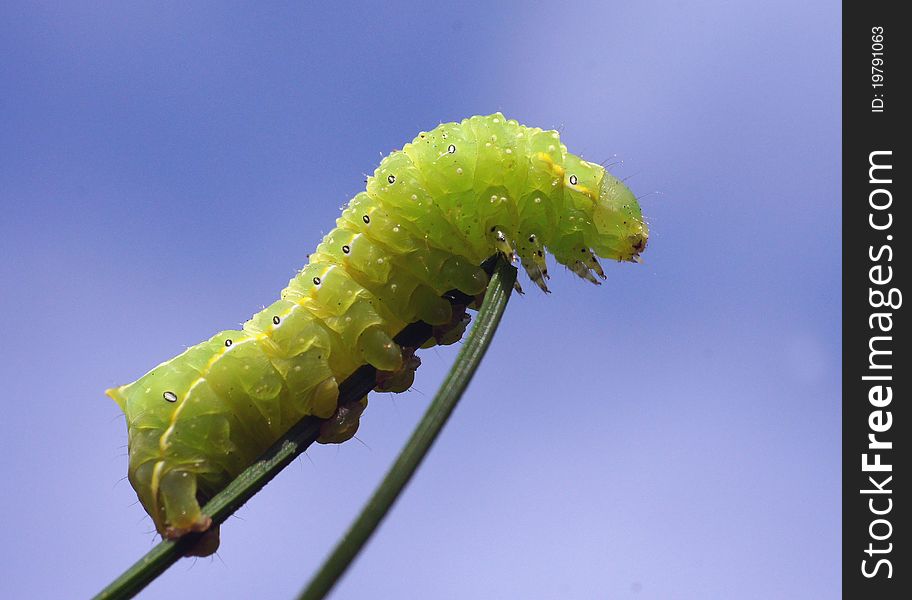 The caterpillar creeps on a plant