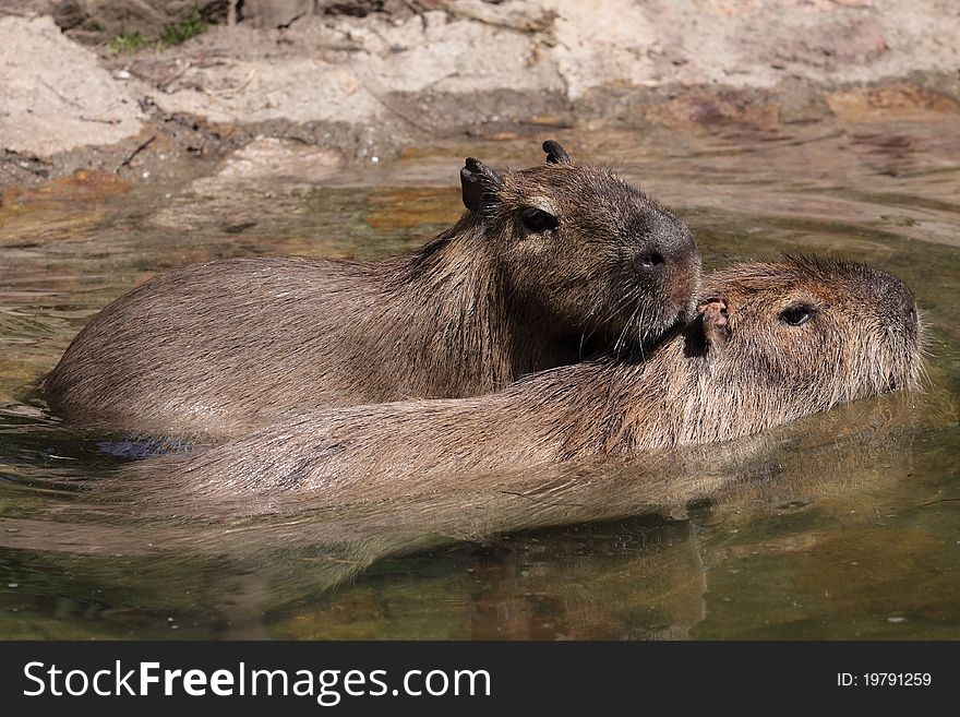 The couple of capybaras playing in water.