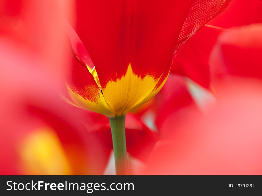 Red-yellow tulip.