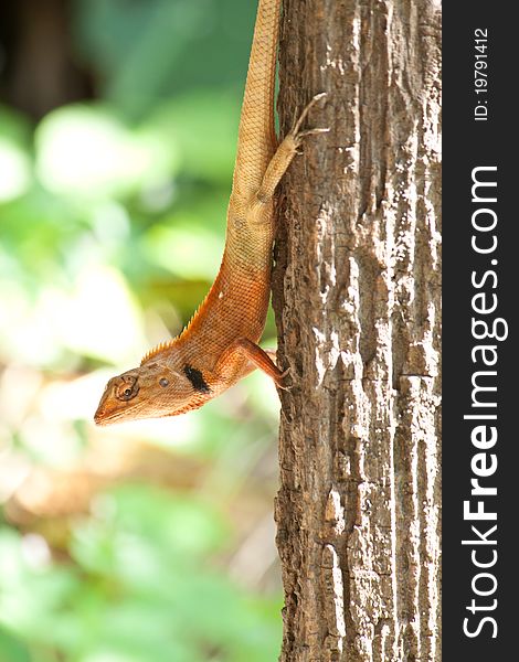 Lizard on the tree in nature