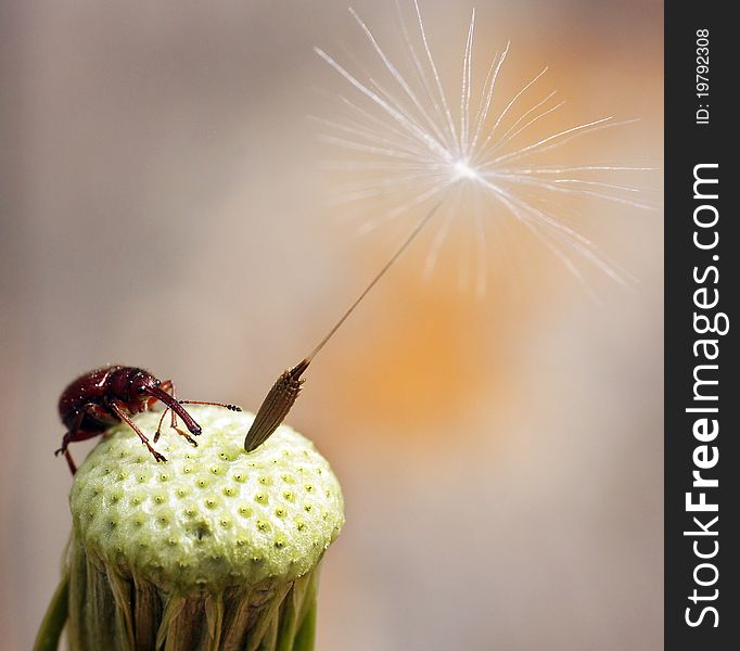 The bug sits on a flower