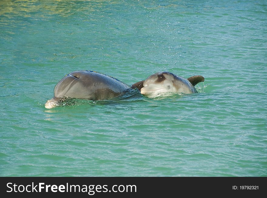 Baby dolphin swimming by his mother side. Baby dolphin swimming by his mother side.