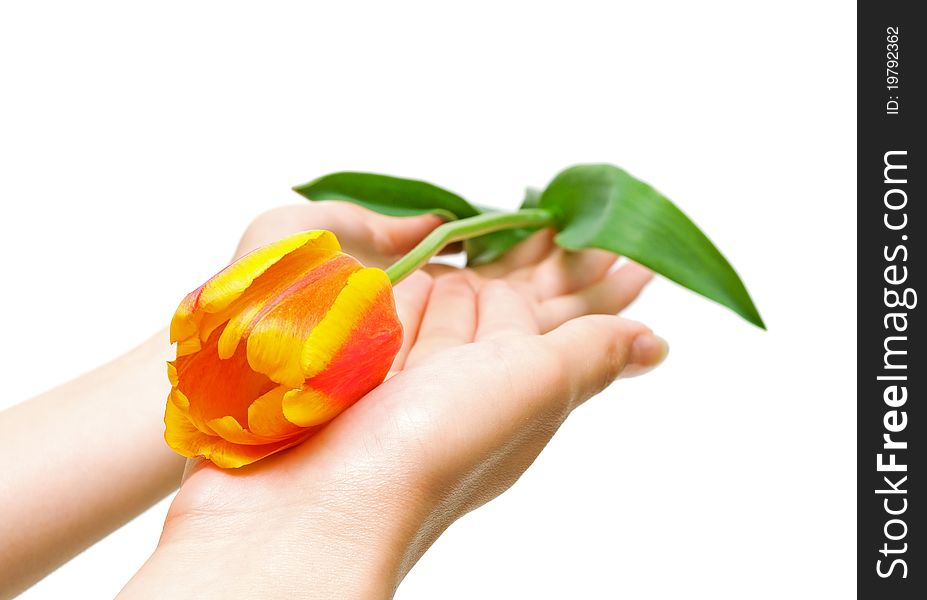 Tulip in the hands of a girl close up on white background