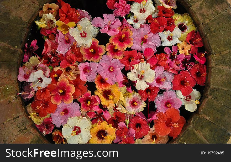 Wild Hibiscus flowers floating in a wishing seemingly promising that dreams do come true. Wild Hibiscus flowers floating in a wishing seemingly promising that dreams do come true.