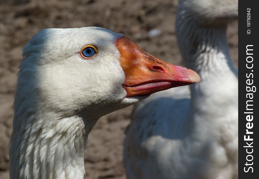 Close-up of a goose, looking into the camera lens