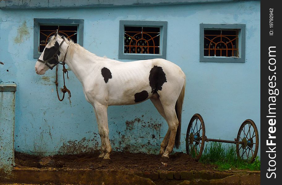 Horse seen outside a blue building. The black patches on the white skin resembling cow hide. Picture taken in Ooty, India. Horse seen outside a blue building. The black patches on the white skin resembling cow hide. Picture taken in Ooty, India.