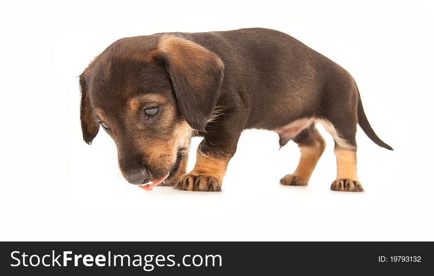 Puppy of dachshund. Isolated on white