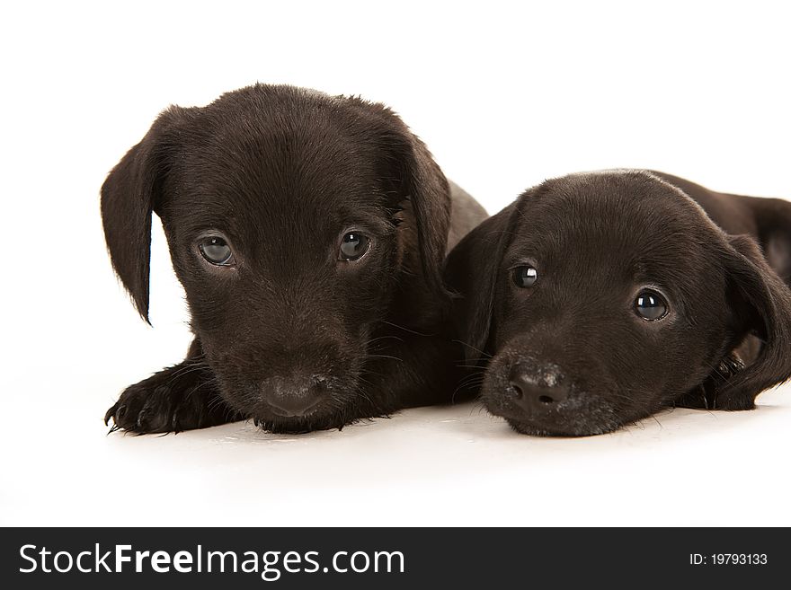 Black bachshund puppies with Messy mouthes embracing, isolated on white. Black bachshund puppies with Messy mouthes embracing, isolated on white