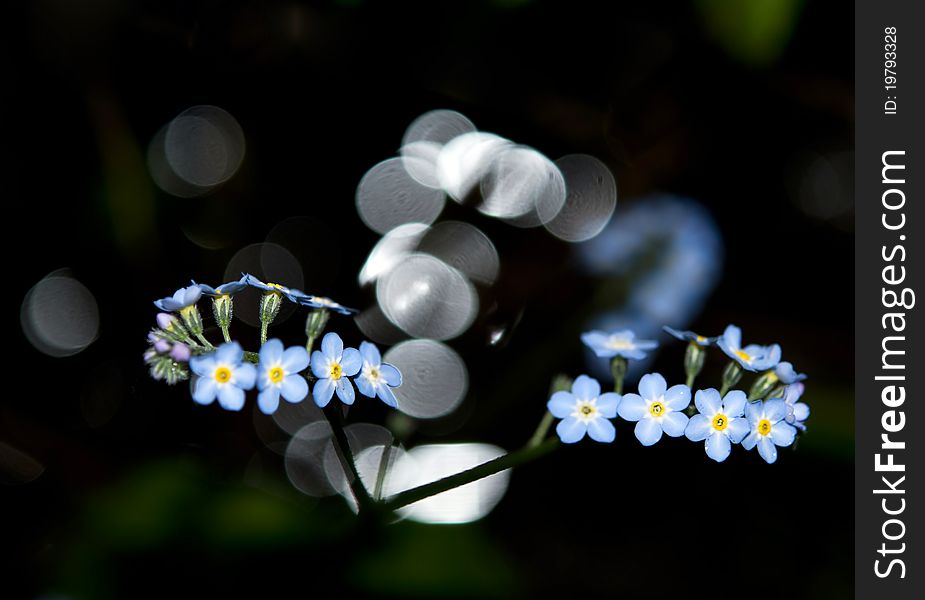 Forget black background bokeh in forest. Forget black background bokeh in forest