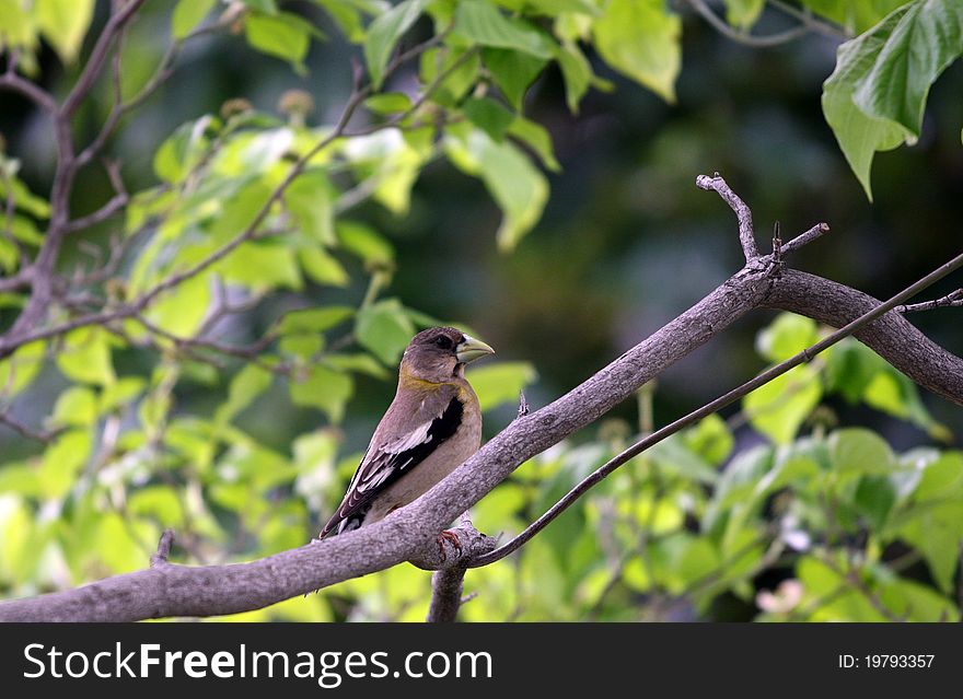 Female grosbeak perched on tree branch.