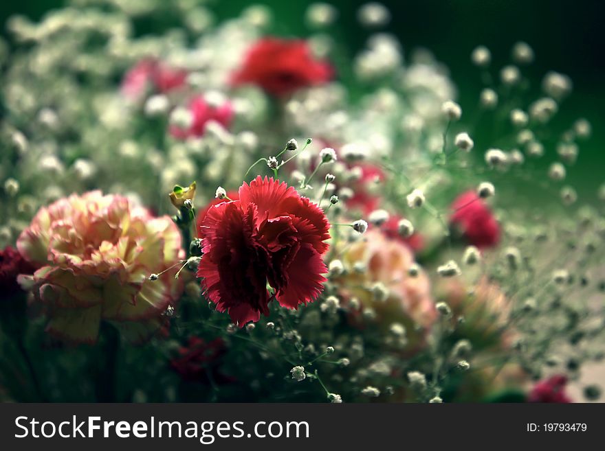 This is a macro shot of a small group of pink carnations. This is a macro shot of a small group of pink carnations.