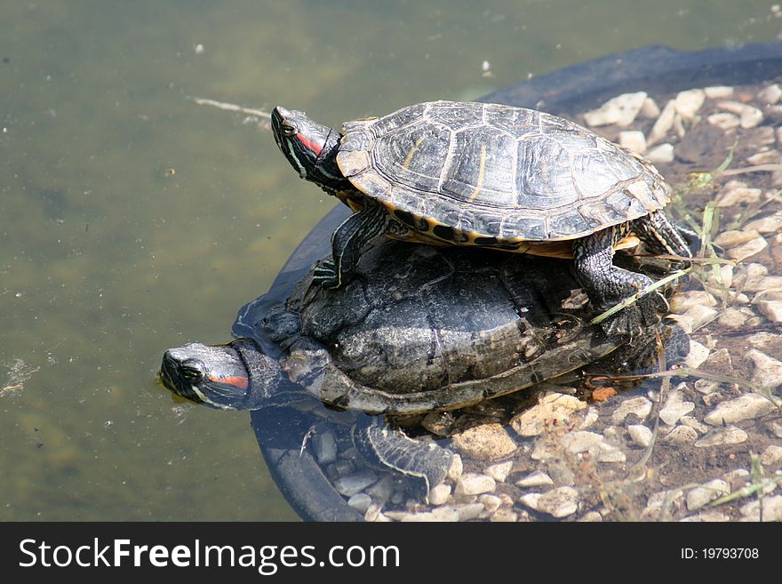 Two turtles in a pond