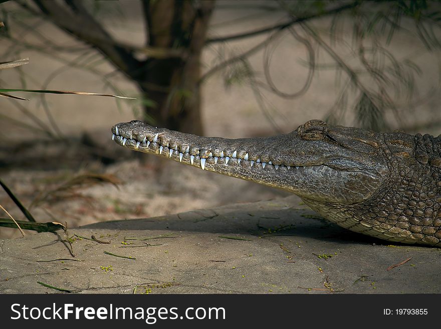 Crocodylus johnsoni or Crocodylus johnstoni taken at Lone Pine Koala Sanctuary, Brisbane, Australia. Crocodylus johnsoni or Crocodylus johnstoni taken at Lone Pine Koala Sanctuary, Brisbane, Australia