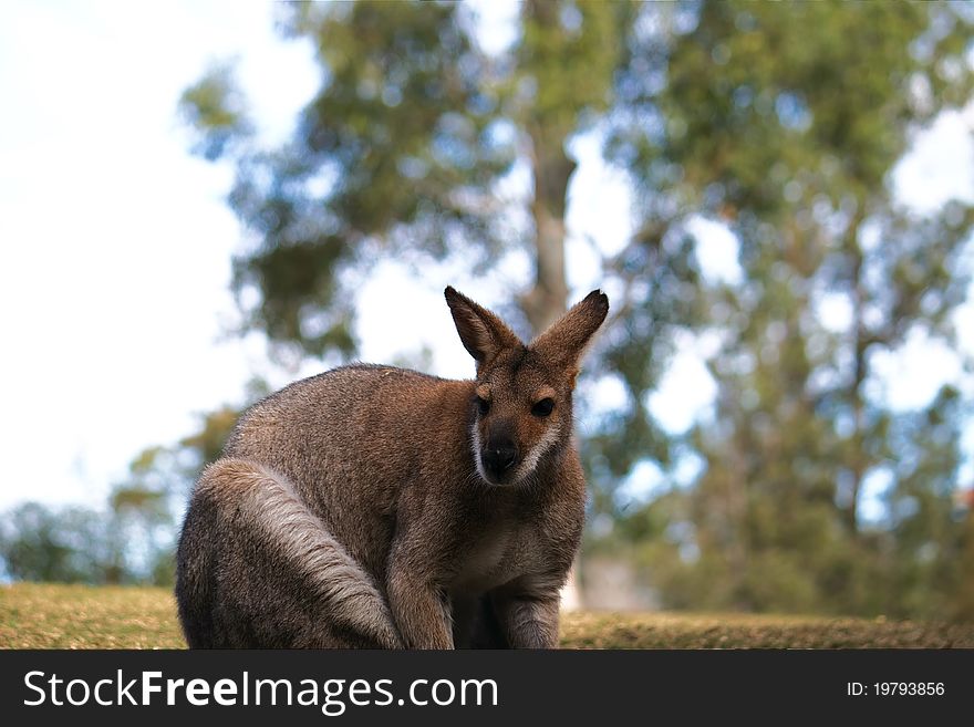 Macropus giganteus also known as the Great Grey Kangaroo or the Forester Kangaroo taken at Lone Pine Koala Santuary, Brisbane, Australia. Macropus giganteus also known as the Great Grey Kangaroo or the Forester Kangaroo taken at Lone Pine Koala Santuary, Brisbane, Australia