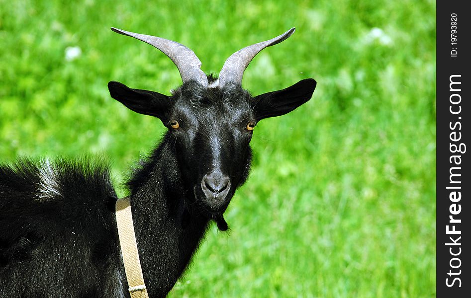 A young goat in the grass, animals, the village, a field, the grass, agriculture, milk, animals, nature, a young goat,