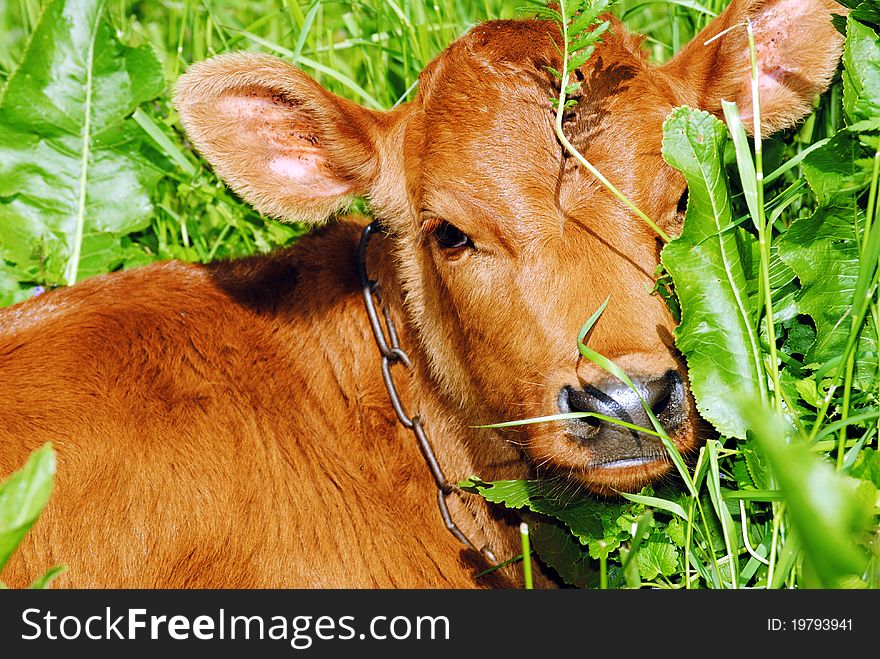 A young calf in the grass, animals, the village, a calf, a cow, a field, the grass, agriculture, milk, animals, nature, a young cow, beef