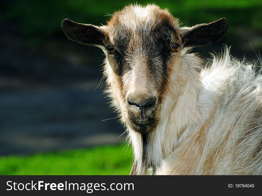 The goat, nature, pets, farm, agriculture, the village, the field, the goat in the field, goat on the walk animals